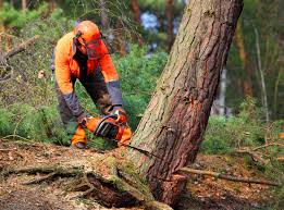 Tree and Shrub Care in Burlington, NC