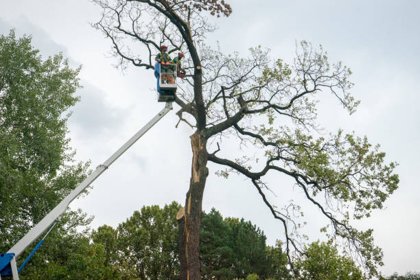 Why Choose Our Tree Removal Services in Burlington, NC?